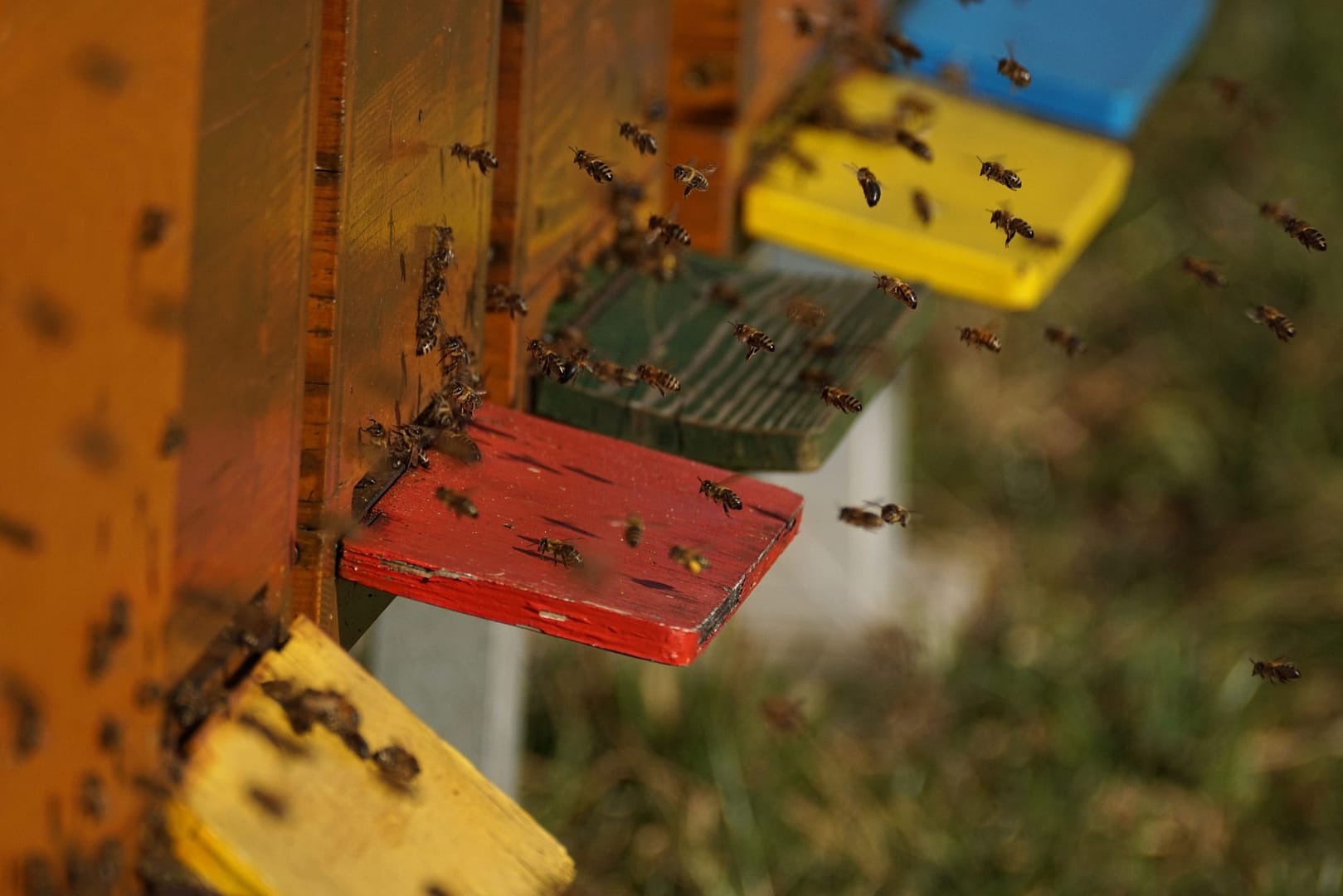 165106-bee-colonies-4026809