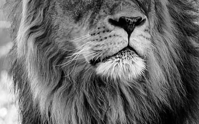 A Warrior Mother’s Strength on the Prison Battlefield