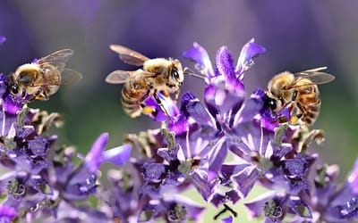 Your Sunday Read | July 20, 2025: The Bee Fest Edition